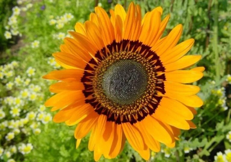 Венидиум пышный оранжевый. Венидиум амаретто. Венидиум (арктотис). Венидиум пышный. Венидиум пышный.