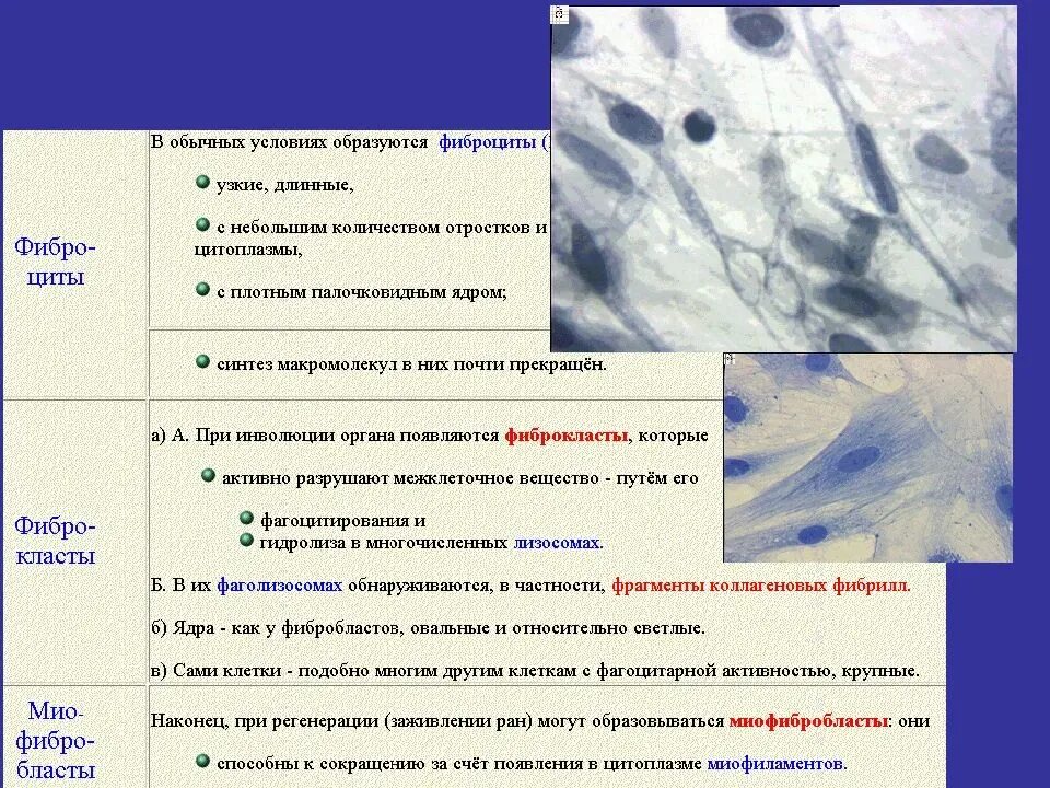 Фибробласты функции. Функции фиброцитов соединительной ткани. волокнистые соединительные ткани гистология таблица. характеристика фибробластов соединительной ткани:. фиброцит функции гистология.