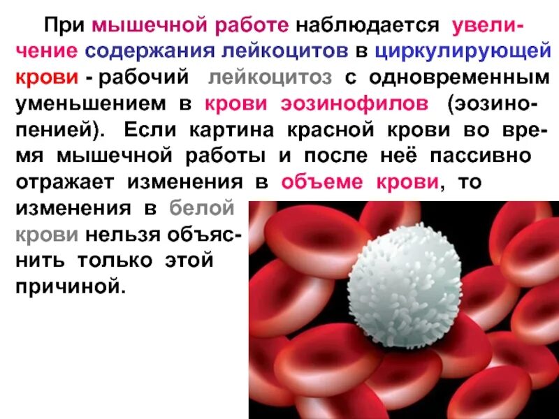 Сильно повышенные лейкоциты. Лейкоциты в крови. Повышение содержания лейкоцитов в крови. Повышенное содержание лейкоцитов в периферической крови. Повышенное содержание Лейко.