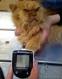 Кот диабетик