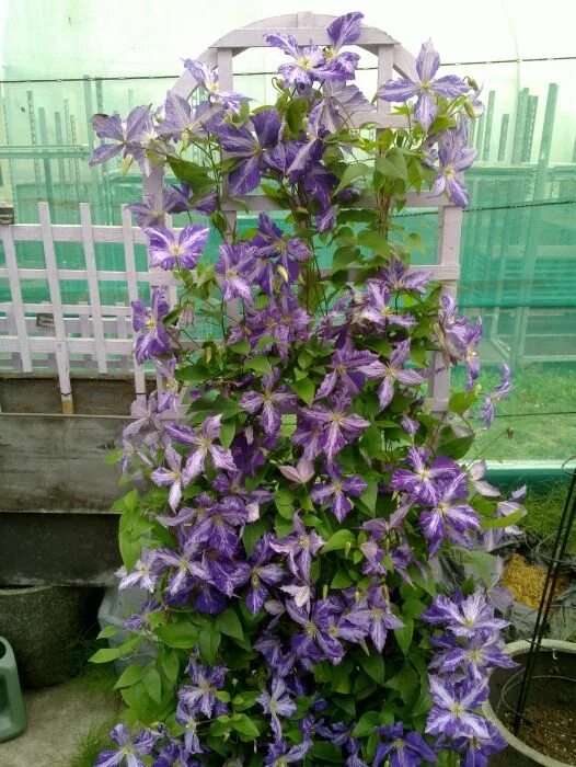 Kuidas sobitada kokku mitu elulõnga? Clematis, Plants, Garden