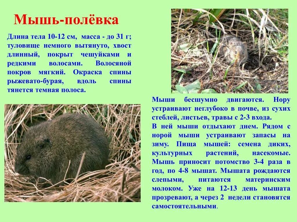 Сообщение о мышах. Рассказ мыши. Лесная мышовка красная книга. Животные луга полевка. Мышь краткое описание.
