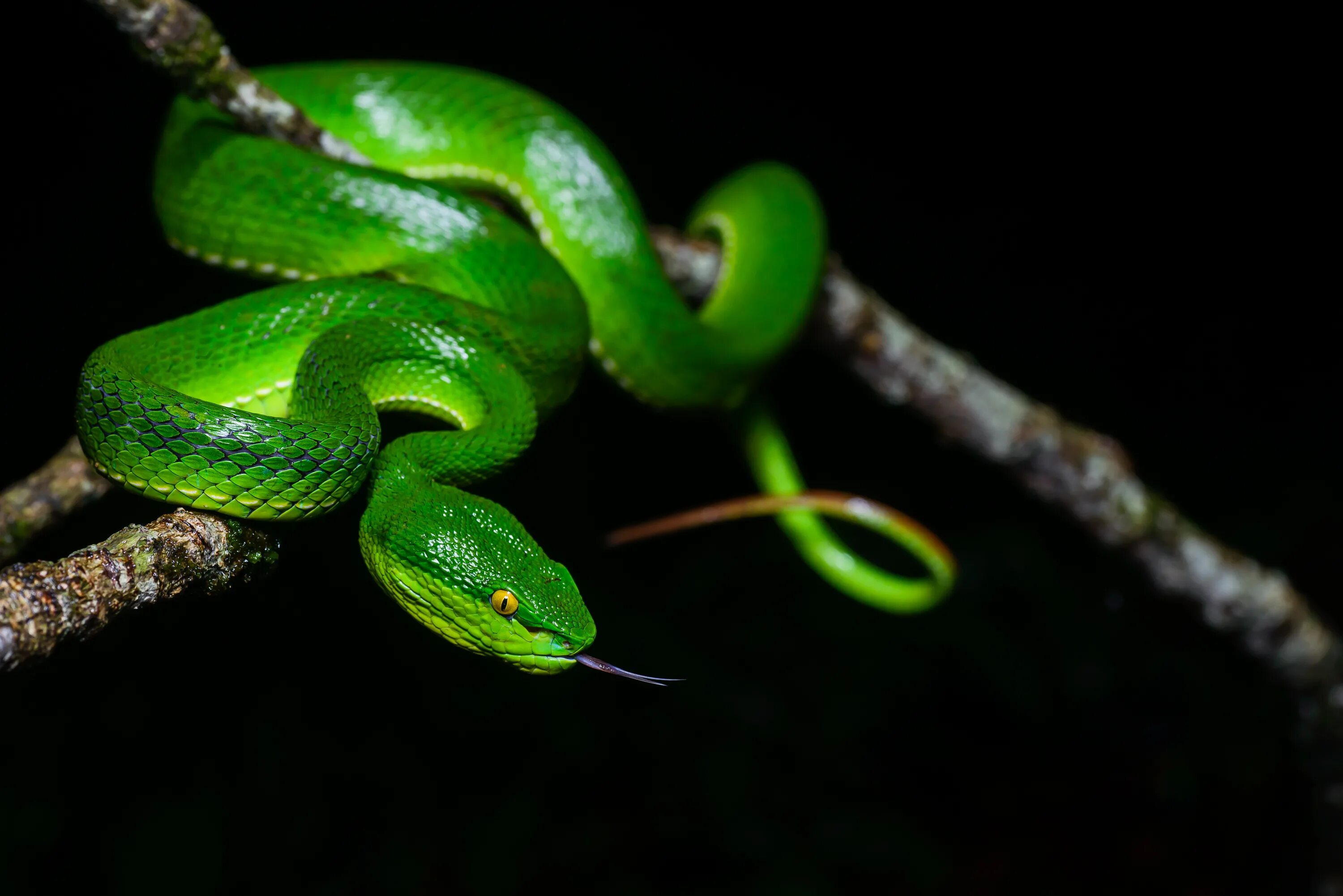 Зеленая змейка. Куфия змея Белогубая. Зеленая куфия. Зеленая куфия змея. Островная куфия.