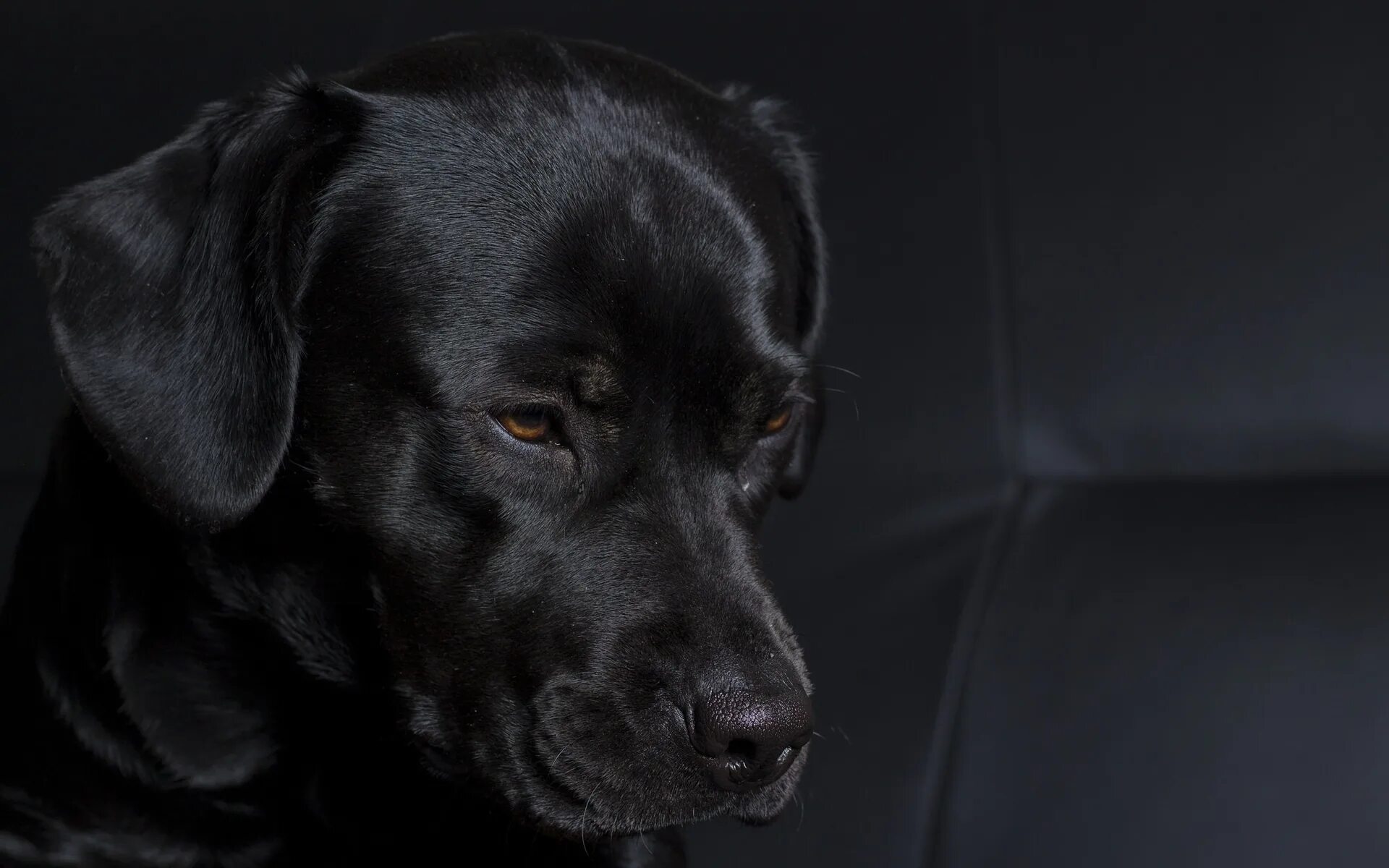 К чему снится большая добрая черная собака. Лабрадор черный. Лабрадор черный щенок. Черный лабрадор морда. Черный пес лабрадор.
