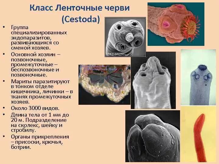 Ленточные и плоские черви. Класс ленточные черви (Cestoda). Класс ленточные черви Cestoidea. Ленточные паразиты (класс цестод).. Представители класса ленточные черви цестоды.