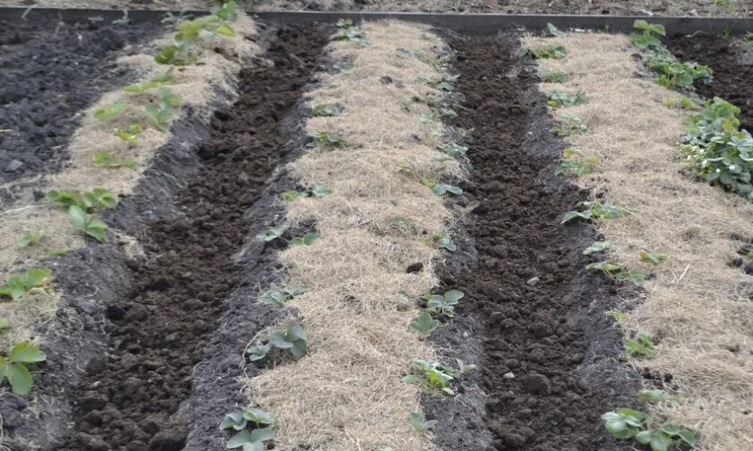 (клубника) земляника садовая "эви-2". Подготовить клубнику. Земляника садовая мульчирование соломой. Подготовка клубники к зиме. Подготовить клубнику.