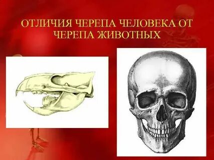 Отличия мужского и женского черепа