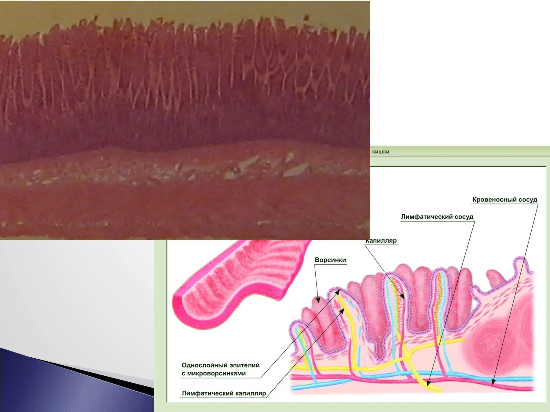 Однослойный призматический эпителий толстой кишки. Однослойный призматический каемчатый эпителий. Ворсинки кишечника однослойный эпителий. Покровный эпителий слизистой оболочки желудка. Наличие ворсинок в слизистой оболочке