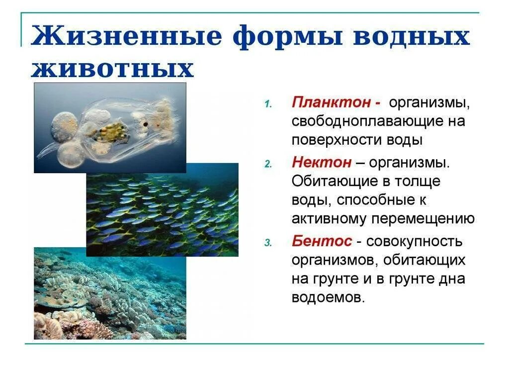 Планктон какая группа. Экологические группы Нектон планктон бентос. Жизненные формы водных животных. Толща воды обитатели. Организмы обитающие в воде.