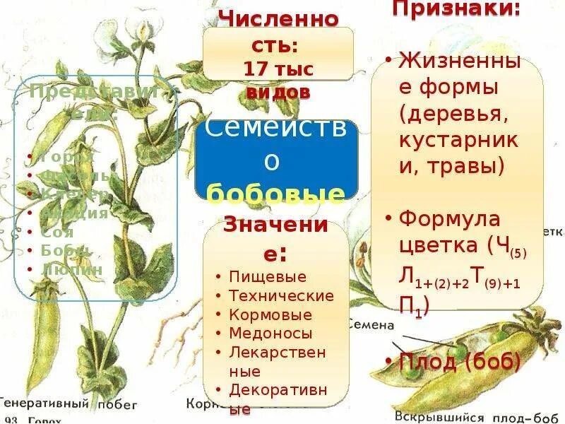 Покрытосеменные представители таблица. Семейства покрытосеменных растений. Семейства покрытосеменных растений таблица. Семейства растений отдела Покрытосеменные. Семейство покрытосеменных таблица 6 класс.