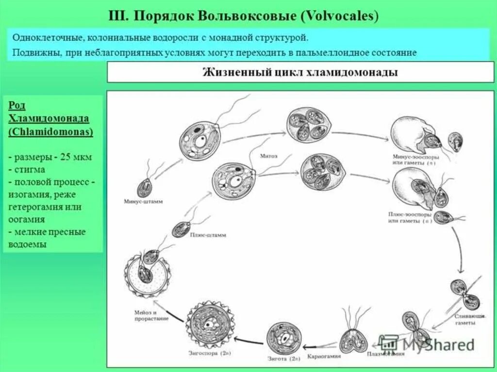 Этапы жизненного цикла хламидомонады. Жизненный цикл хламидомонады схема. Цикл полового размножения хламидомонады. Стадии жизненного цикла хламидомонады. Мейоз хламидомонады