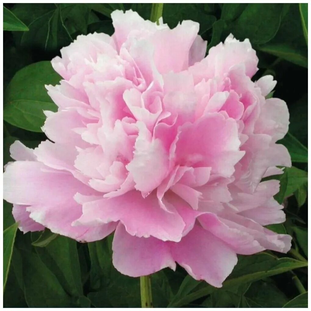 Пион камелия фото и описание. Camellia white пион. Пион (ботан. Пион травянистый камелия. Пион вайт кэп.