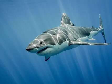 Great White Sharks Wallpapers.