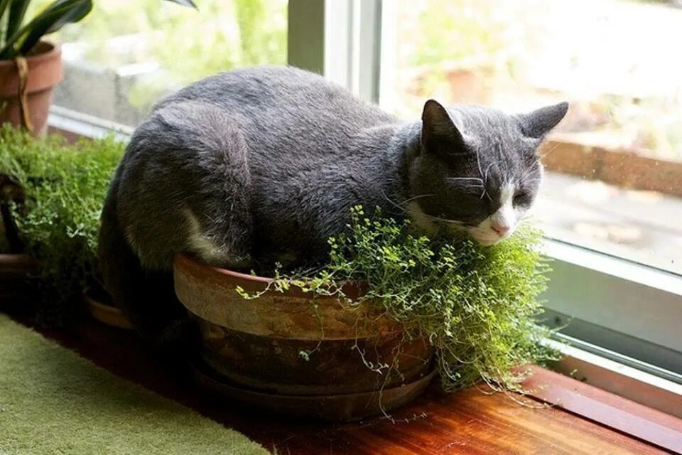 Кошки и комнатные растения. Кошка в цветочном горшке. Кот в горшке с цветком. Горшок для кошек.