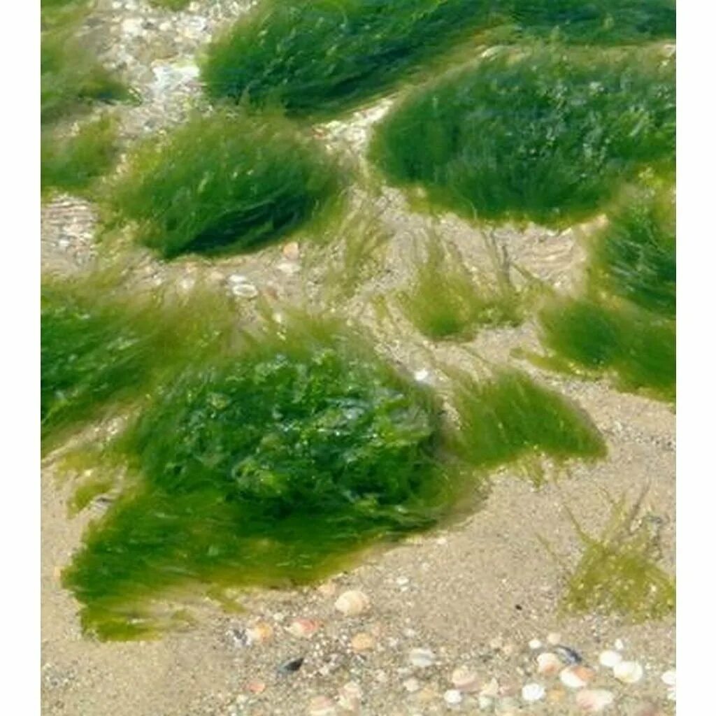 Водоросли в магазине. Морские зеленые водоросли спирогира. Водоросли чука в природе. Водоросли чука в море. Синезеленые водоросли Камчатка.