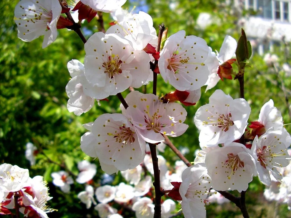 вишня цветет. вишня тургеневка цветет. вишни в цвету. майская яблоня. цветущие яблони и сирень.