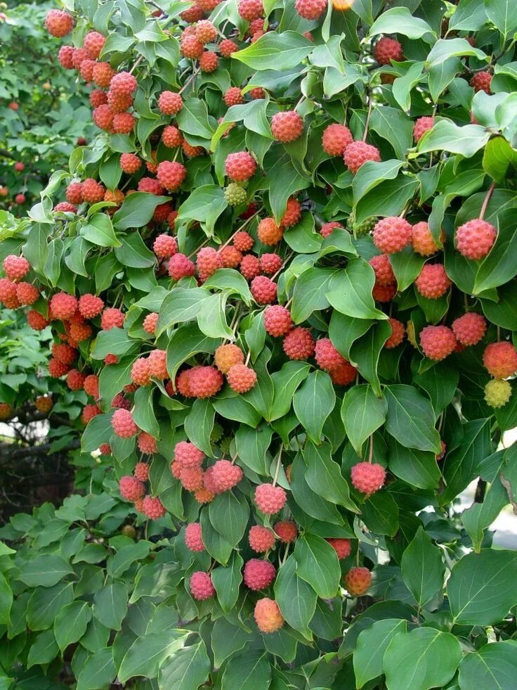 Редкие фруктовые деревья. Cornus Kousa ягоды. Штамбовая малина. Штамбовая малина Крепыш. Малина штамбовая дерево.