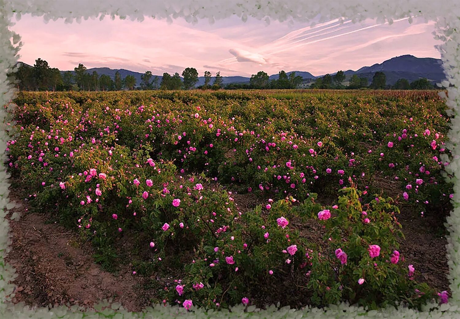 Розовое поле в крыму. Казанлыкская Долина роз Болгария. Долина роз (Rose Valley) \ Болгария. Болгария розовая Долина Казанлык. Тургеневка Долина роз Крым.