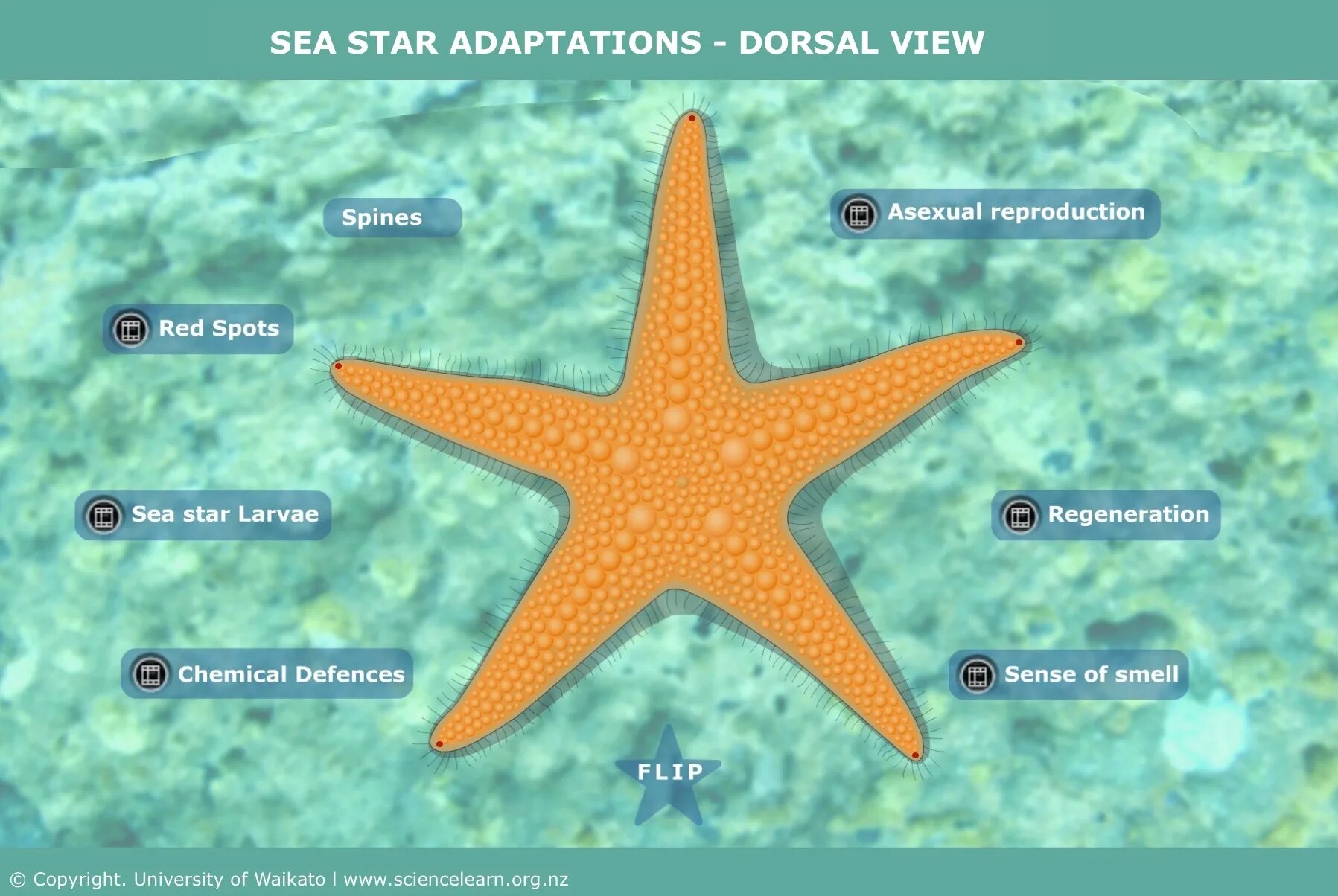 Внешний вид морской звезды. Строение морской звезды. Морская звезда с подписями. Морская звезда среда обитания. Морские звезды системы