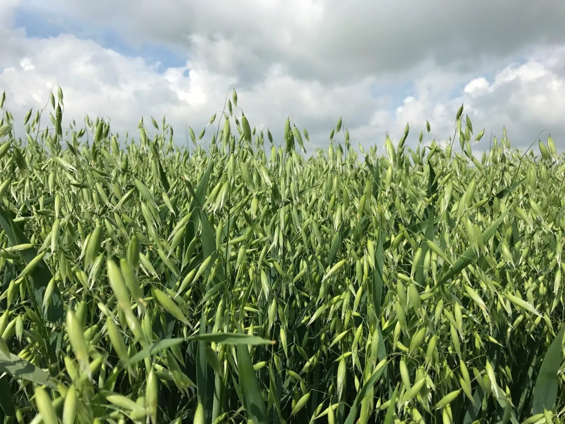 Задачи овса. Oat growing. The Original Oat growing area.