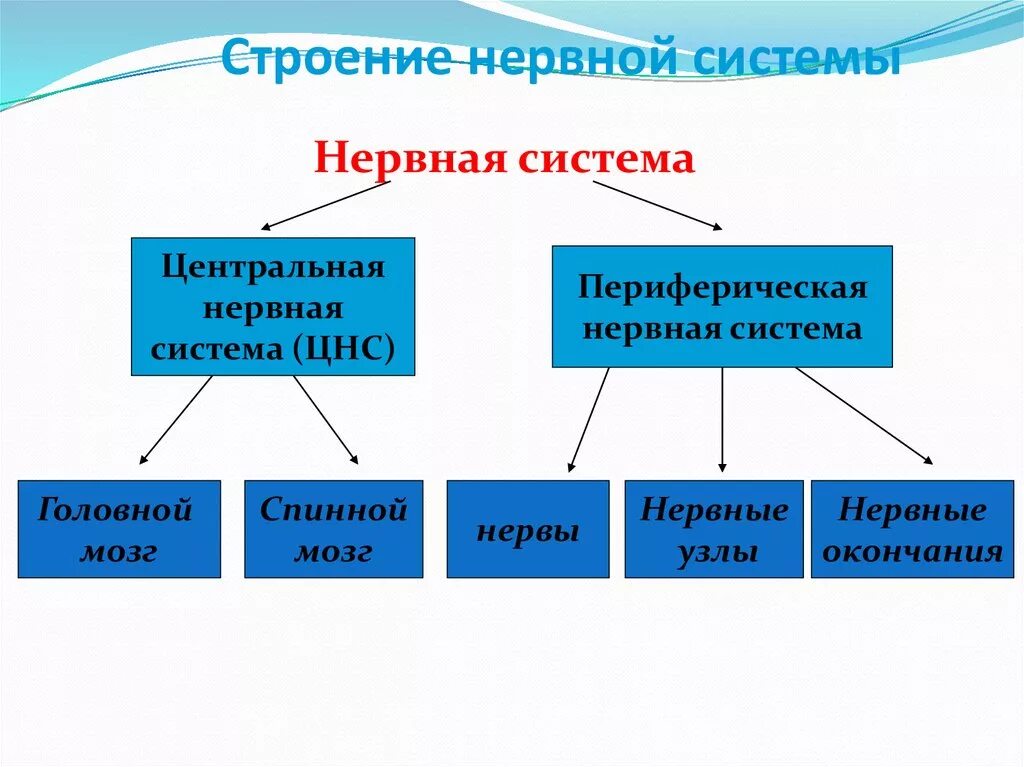 Строение нервной. Строение нервной системы человека. Общий план строения нервной системы. Расположение нервной ткани.