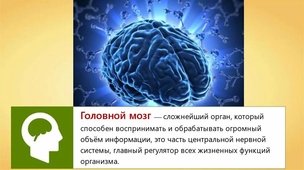 Головной мозг. Головной мозг презентация. Презентация на тему головной мозг. Мозг для презентации.