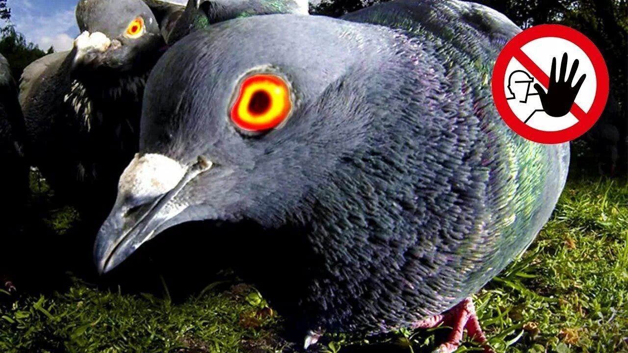 Голубь на поводке. Трогать голубей. Реклама тук голубь. Голубь уличный. Голубь в руках.