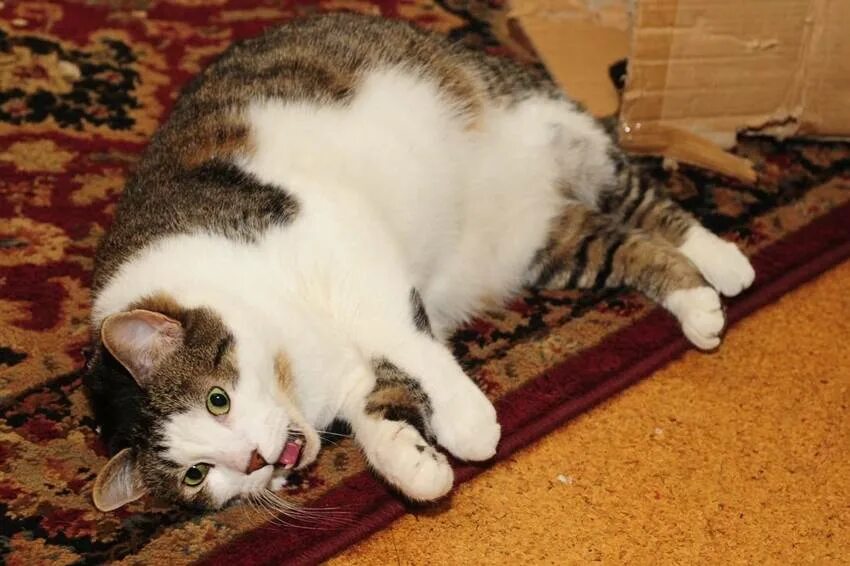 Проблемы с сердцем у кота. Проблемы с сердцем у кота. Проблемы с сердцем у кота. Шотландцы мочекаменной болезни. Проблемы с сердцем у кота.