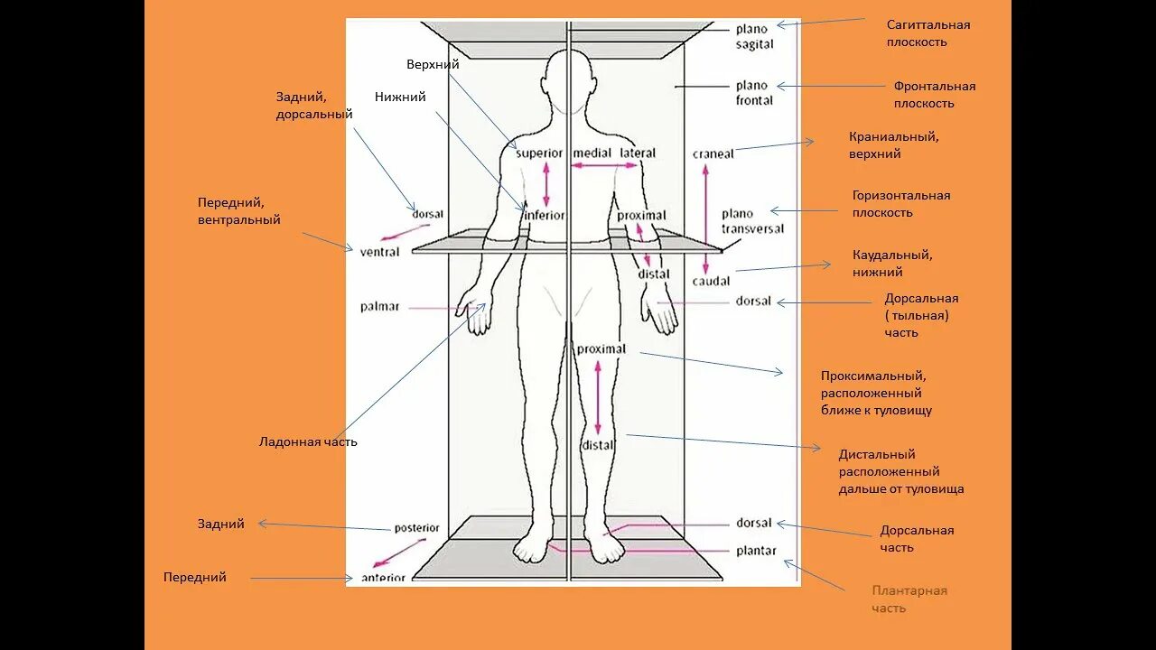 Положение на латыни. Оси и плоскости тела человека. Плоскости человека в анатомии. Оси тела человека в анатомии. Оси и плоскости в анатомии человека.