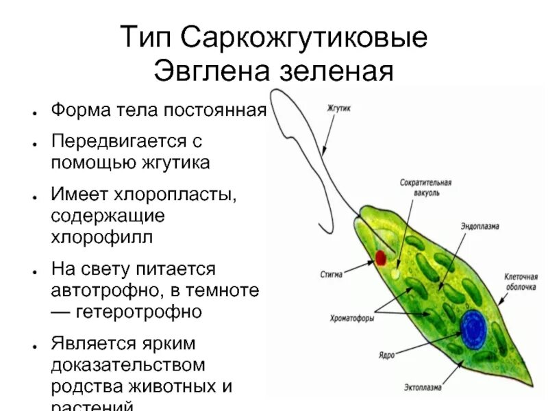 Органоиды движения эвглены зеленой. Строение строение эвглены зелёной. Простейшие строение эвглены. Хлоропласты у эвглены зеленой.