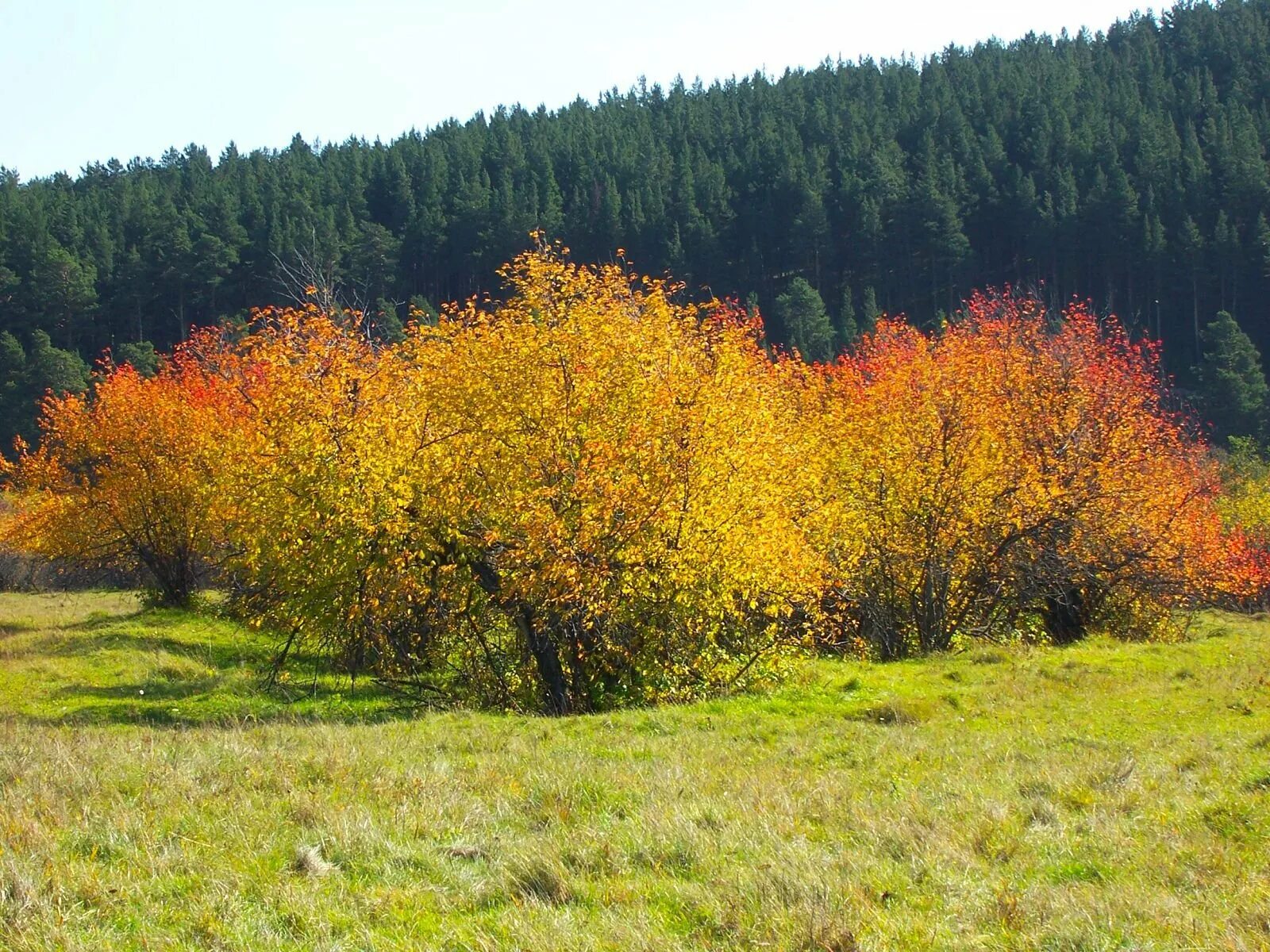 Кустарники башкирии. Кустарники башкирии