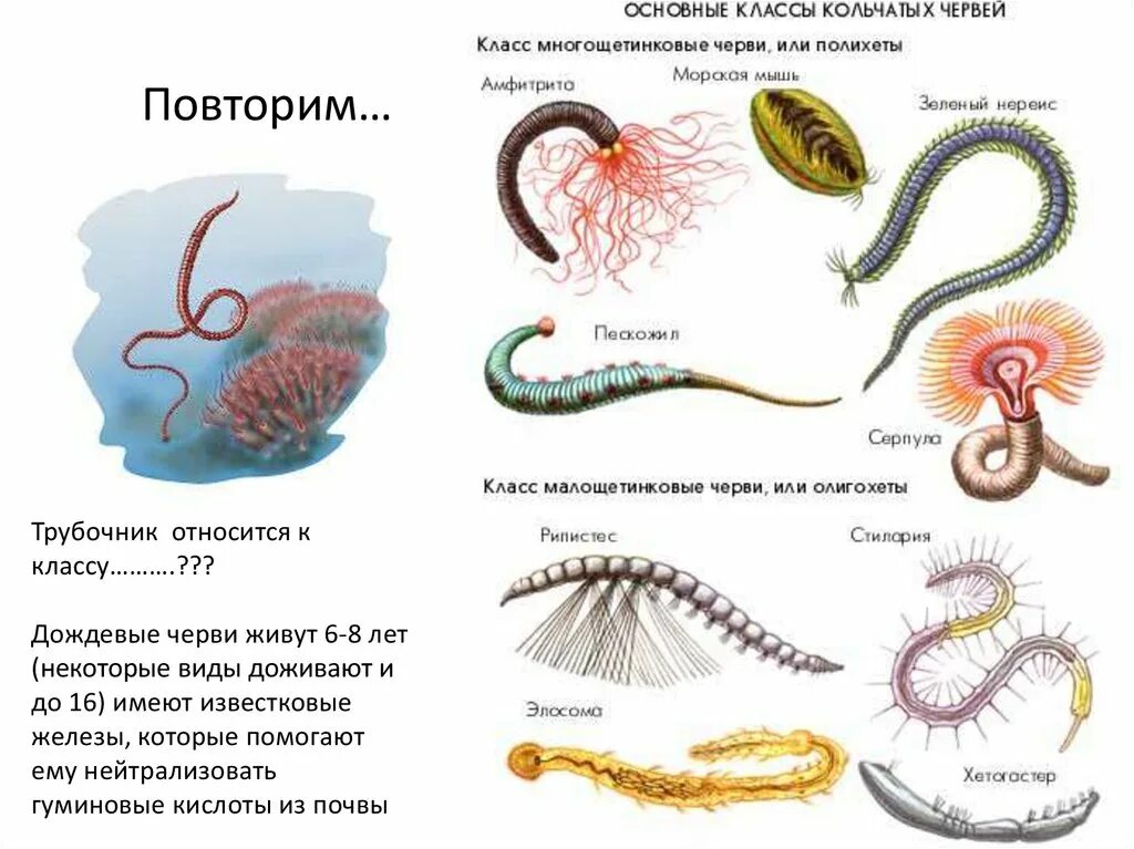 Кольчатые черви представители. Тип кольчатые черви классы. Кольчатые черви черви представители. Кольчатые черви представители паразиты.
