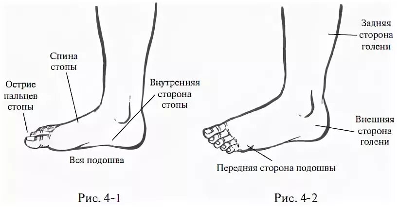 Название частей стопы. Название частей ноги. Наружная сторона стопы. Наименование частей стопы ноги.