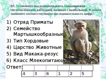 Последовательность систематических таксонов жаба