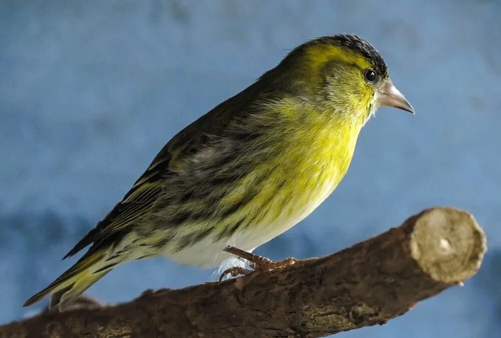 Чиж певчие. Spinus spinus чиж. spinus spinus птицы. чиж (spinus spinus l.). певчие птицы чиж.