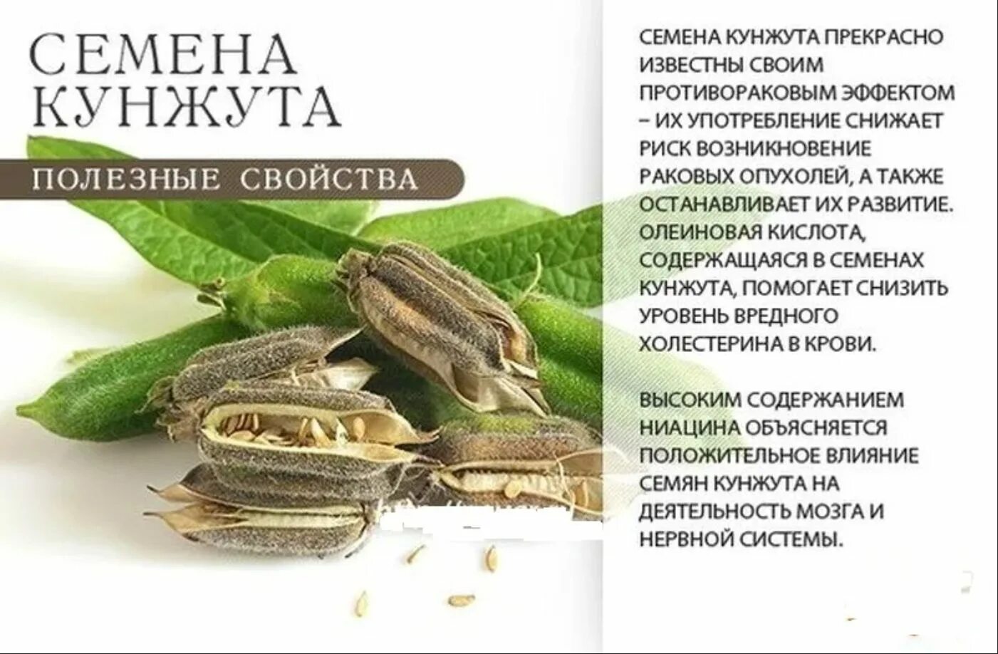 Кунжут польза для организма женщины. Кунжут. кунжут полезные. полезные семена кунжута. чем полезен кунжут.