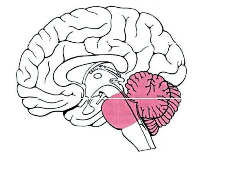 Задний мозг варолиев мост и мозжечок. Задний мозг варолиев мост мозжечок функции. Отделы головного мозга варолиев мост. Задние отделы головного мозга мозжечок продолговатый. Мозг без подписей
