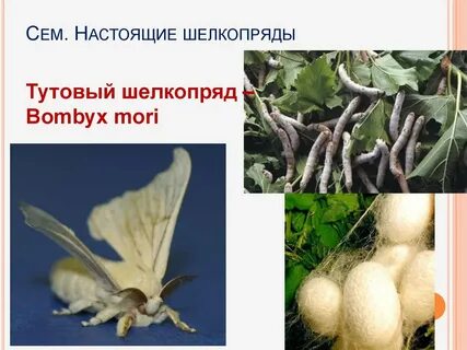 Тип членистоногие вид тутовый шелкопряд