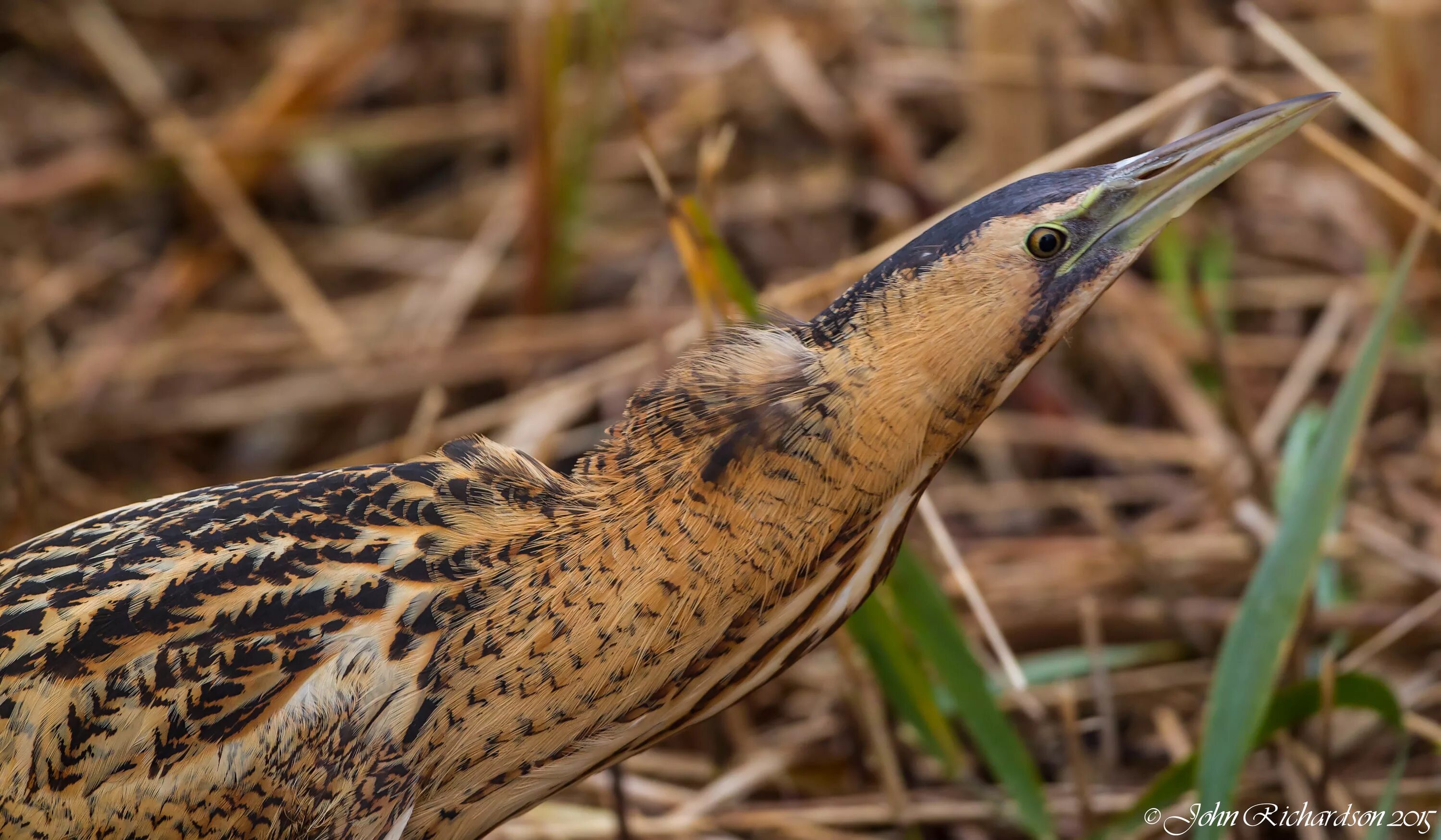 Малая выпь гнездо. Выпь слушать. Выпь слушать. Малая выпь птица фото. Выпь птица кричит.