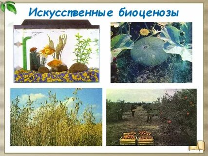Отношения в искусственных экосистемах