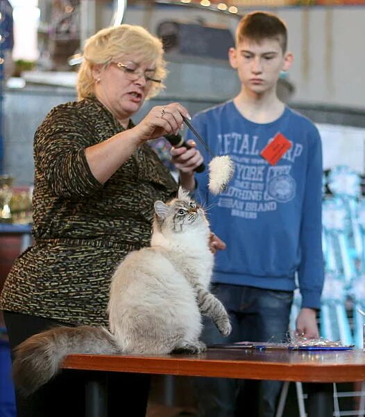 Выставка кошек. Первая выставка кошек. Выставка кошек в Мытищах. Выставка кошек в Санкт-Петербурге.