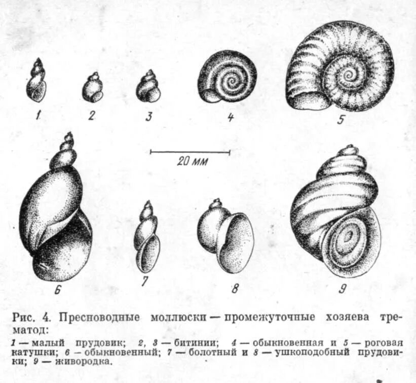 Моллюски промежуточные хозяева гельминтов. Личинки моллюсков строение. Определитель брюхоногих моллюсков. Промежуточный хозяин моллюск. Цикл прудовика