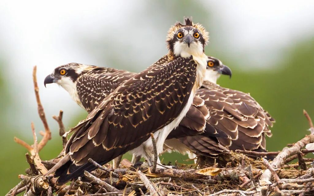 Скопа красная книга. Скопа – Pandion haliaetus (Linnaeus, 1758). Скопа (Pandion haliaetus). Хищная птица Скопец. Скопа (Pandion haliaetus l.).