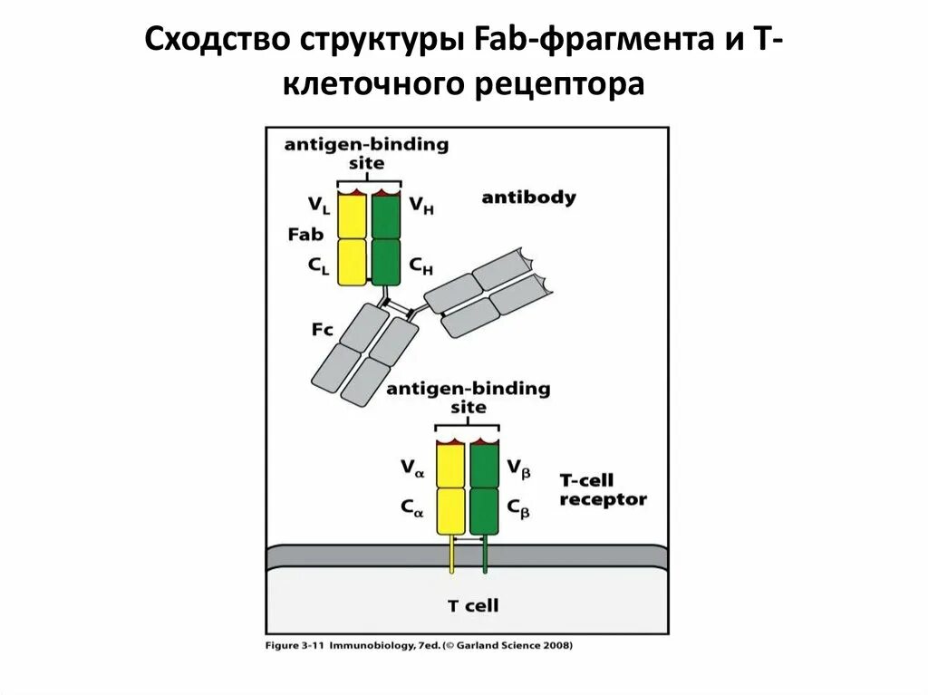 Fab фрагмент антитела. Антитела строение фаб фрагмент. строение фаб фрагмента. получение иммуноглобулинов. fab фрагмент иммуноглобулина.