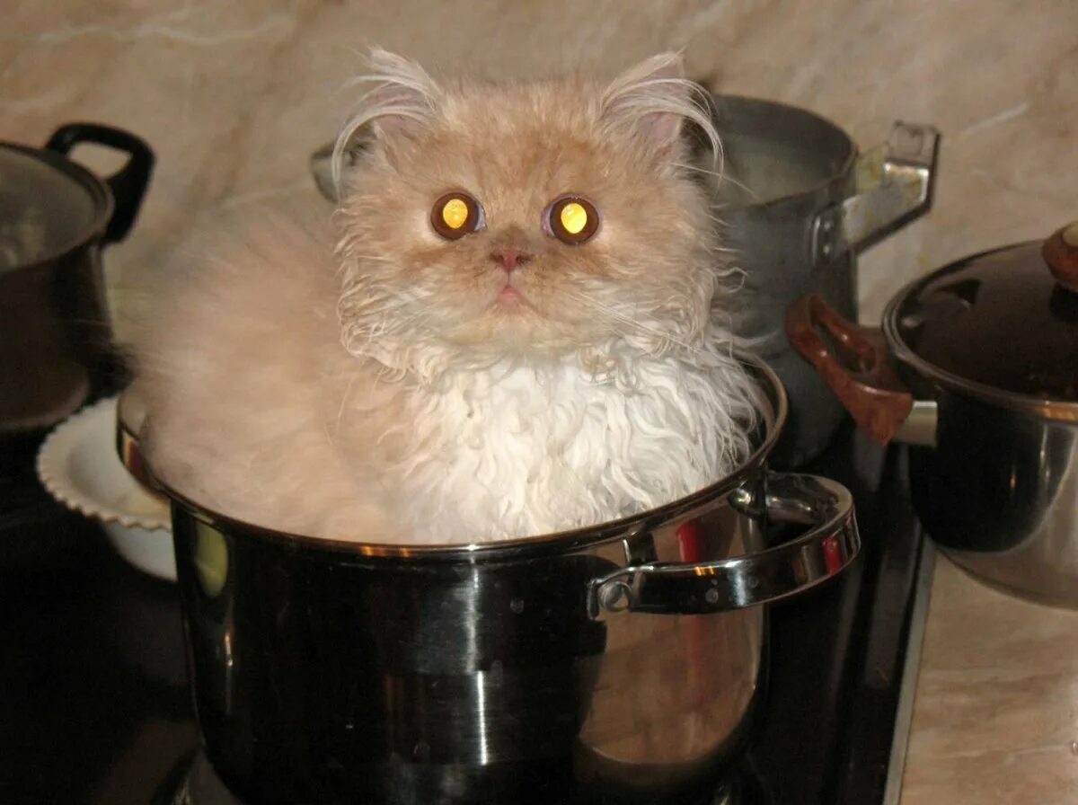 Суп с котом. Кот в кастрюле. Суп с кортом. Кошачьи супчики. Варят кошек