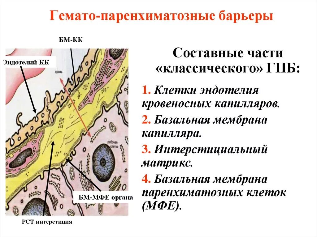 Базальная мембрана гистология. Базальная мембрана схема. Строение гематотимусного барьера гистология. Базальная мембрана кровеносного капилляра. Базальная мембрана функции