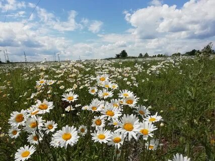 Городская ромашка