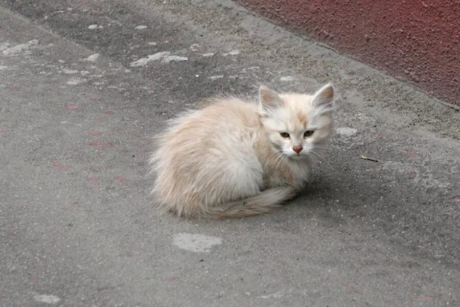 The Great Cat Blog Kittens, Cute cats, Beautiful cats
