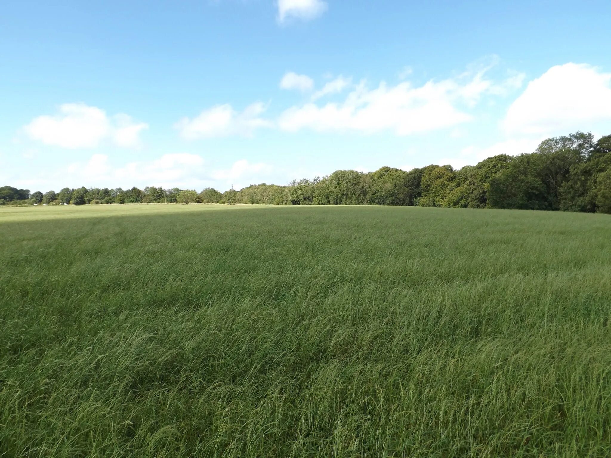 Пустырь сша. Open ground. Open ground. Фон поле. Трава поле.