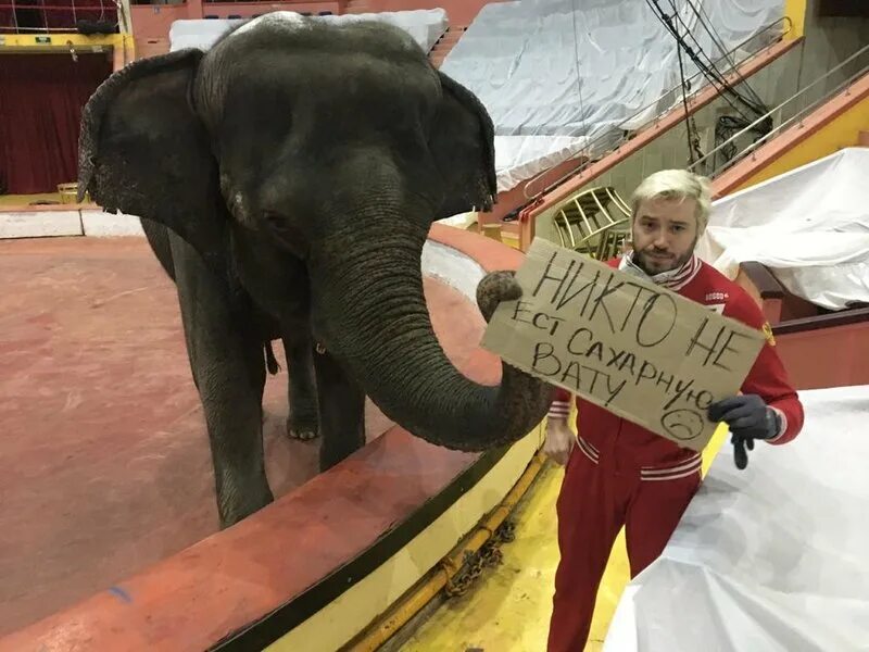 Какие цирки закрыли. Циркачи америка. Цирк с животными запрещен. Мансур животное цирк. Звери в цирке.